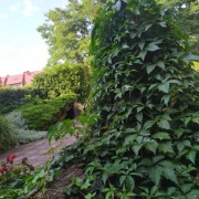 winobluszcz pięciolistkowy, dzikie wino