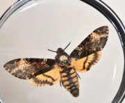 Gablotka ZMtg_02 dwustronna motyl Zmierzchnica trupia główka.