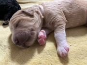 Aussiedoodle Szczeniak 