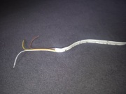 Taśma LED COB Cyfrowa RGB+NW 16W 24V SK6812 CRI90 długość 6M