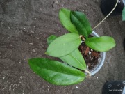 Hoya hoja Rabbit sister pnącze ukorzeniona sadzonka