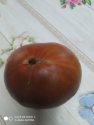 Pomidor ciemny sadzonka