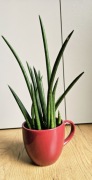 Sansewieria cylindrica.