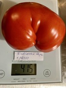 Pomidor Niedźwiedzia łapa czerwony kolekcjonerskie nasiona