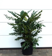 MAHONIA WINTER SUN  * DUŻY OKAZ * SUPER