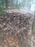 Stemple budowlane sosnowe