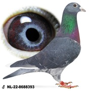 Młode Ardeny UNIKAT Daleki Dystans po Oryg. M.Buijk para 126