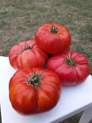 Mexico malinowy pomidor kolekcjonerski