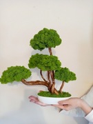 Drzewko Bonsai. Mech Chrobotek. Prezent.45 cm.
