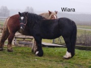 Sprzedam konie zimnokrwiste 