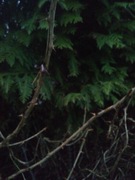 Agrest sztobry kpl.20szt.