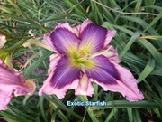 Liliowiec Exotic Starfish