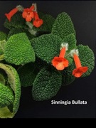 Sinningia Bullata rodzina fiołek afrykański, skrętnik,  primulina,achimenes