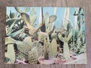 Pocztówka Poznań palmiarnia poznańska opuncja