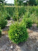 Choinki świerki drzewka bożonarodzeniowe hurt