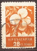 Bułgaria 1956 r. Flora drzewa owocowe