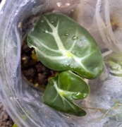 ALOCASIA ballon heart alokazja