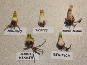 Cebule Hippeastrum (Amarylis)