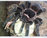 Lasiodora Parahybana 