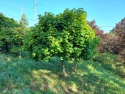 Klon pospolity Acer platanoides 'Globosum'