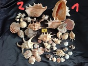 Muszle morskie naturalne