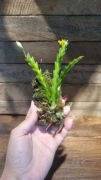 Storczyk Lockhartia Goyazensis