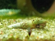 Ślimak Świderek świderki akwariowe cena za 100 sztuk PROMOCJA