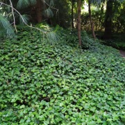 BLUSZCZ HEDERA HELIX ZIMOZIELONE  3,55 zł /szt  (144 paleta )