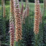 Naparstnica rdzawa  Digitalis ferruginea 20n