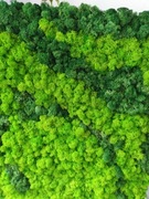 Mech chrobotek panel obraz 