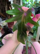 philodendron radiatum-cięty szczyt