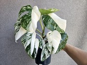 Monstera deliciosa Albo Variegata halfmoon super geny 