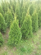 TUJE SZMARAGD 110-120 CM