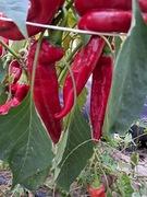 Nasiona papryka chili Capsicum Annuum Numex Big Jim
