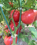 Pomidor Buffalo Heart Giant. Bardzo plenny malinowy miesisty