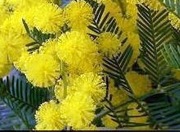 Akacja srebrzysta-sadzonka 50cm