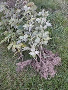 Maliny jesienne SUGANA sadzonka 25szt 