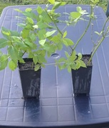 Żywopłot kolorowy dereń żółty 6szt