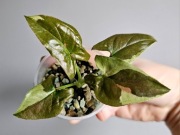 Syngonium kolekcjonerskie Tricolor Chocolate hydroponice 