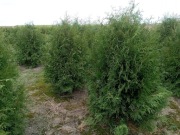 Tuje na żywopłot tuja brabant 200 cm