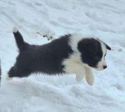 Szczeniak piesek border collie czarno-biały ZKWP FCI