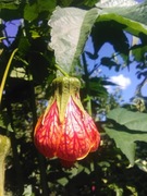 Abutilon striata 