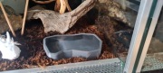 Pojemnik na wodę lub karme do terrarium - 100ml (zdjęcie poglądowe)