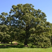 Dąb wieloowocowy 60cm Quercus macrocarpa