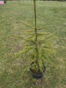 Świerk Serbski 44 sztuki