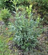 Bukszpan wieczniezielony 'Myrtifolia' Buxus 071