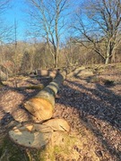 Dąb pień drzewa 76 cm w kłebie