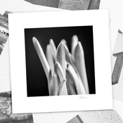Autorska fotografia "Kwiaty Studium I" - wydruk. 