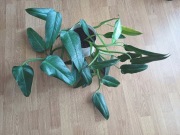 Filodendron pnący - na zieloną ścianę i do salonu