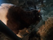 Jałówka prawie 2 lata.